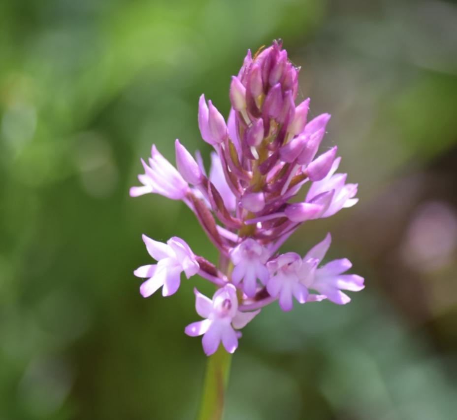 Light In The Forest Exhibition