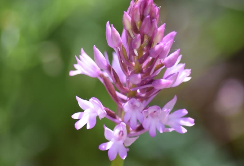 Light In The Forest Exhibition