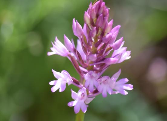 Light In The Forest Exhibition